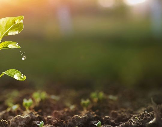 Plant Growing Website
