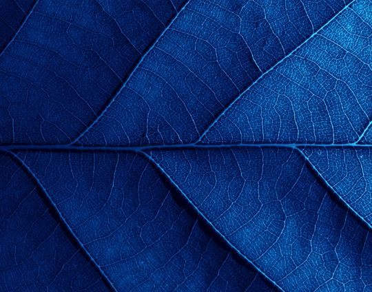 Blue Leaf